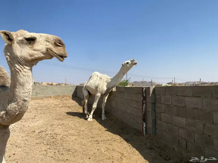 ابل فحول وحشوان وخلفات ولقاح 5