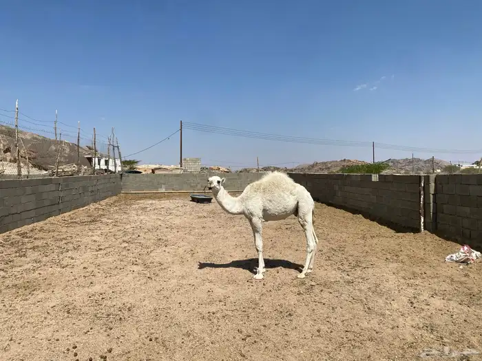ابل فحول وحشوان وخلفات ولقاح 1