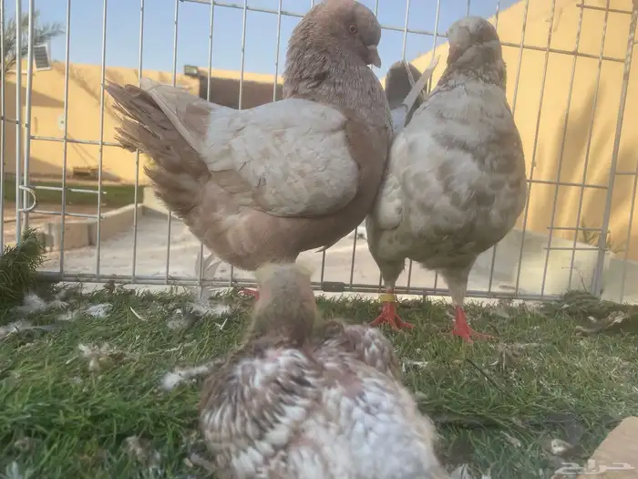جوزين كنق مع انتاجهم 0