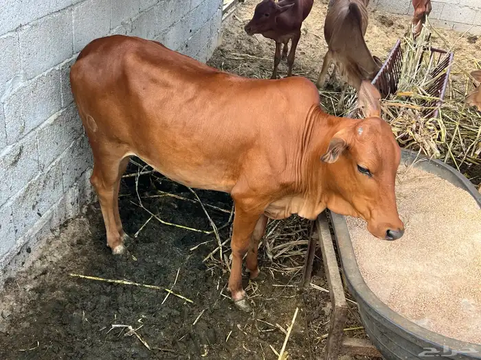 حسيلة-خبشة 0