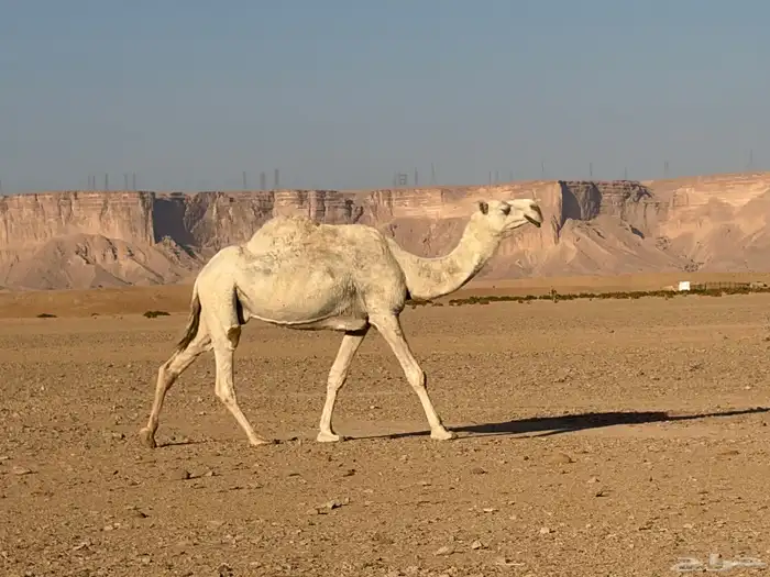 ضروب وضحى 2