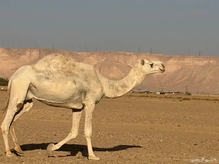 ضروب وضحى 0