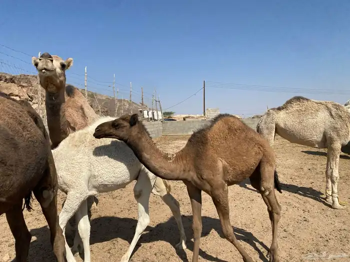 ابل فحول وحشوان وخلفات ولقاح 6