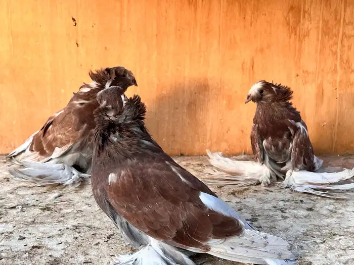 طبه بخارة ريد اش 15