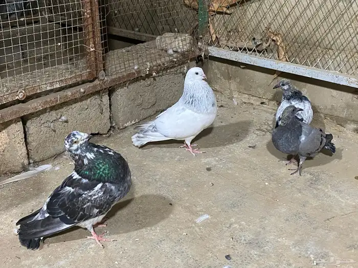 حمام الإسباني 0