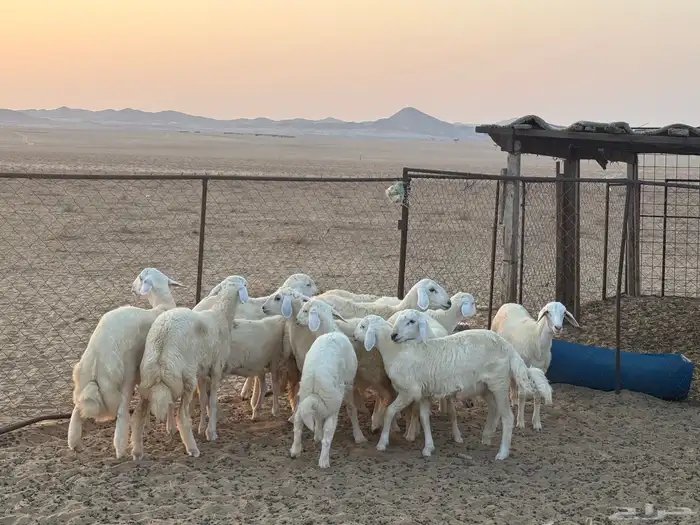 طليان ورخال مناسبات للبيع 2