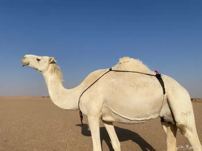 للبيع خلفه على جميع الشروط عورا 0