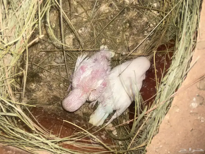 طيور روز 5