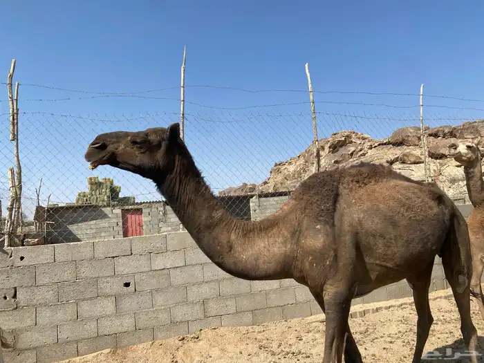 ابل فحول وحشوان وخلفات ولقاح 7