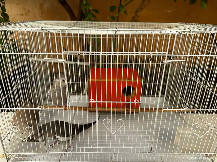 كروان هولندي 3