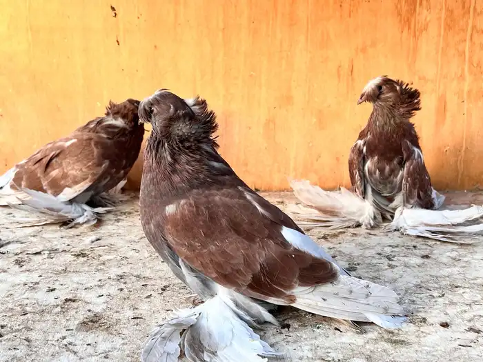 طبه بخارة ريد اش 11