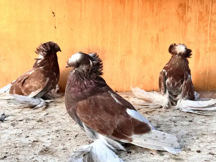 طبه بخارة ريد اش 8