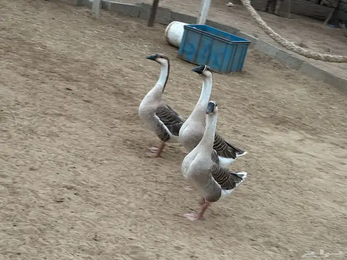 وز عراقي للبيع 10