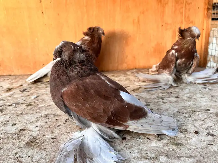 طبه بخارة ريد اش 18