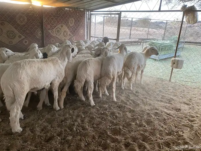للبيع بهم العدد 35 بهم كفو ونظيف على الشرط تواصل 058345602 1