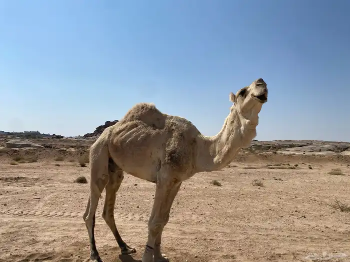 ابل فحول وحشوان وخلفات ولقاح 4
