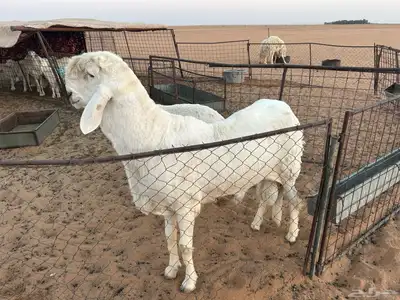 فحل سويكني للبيع index