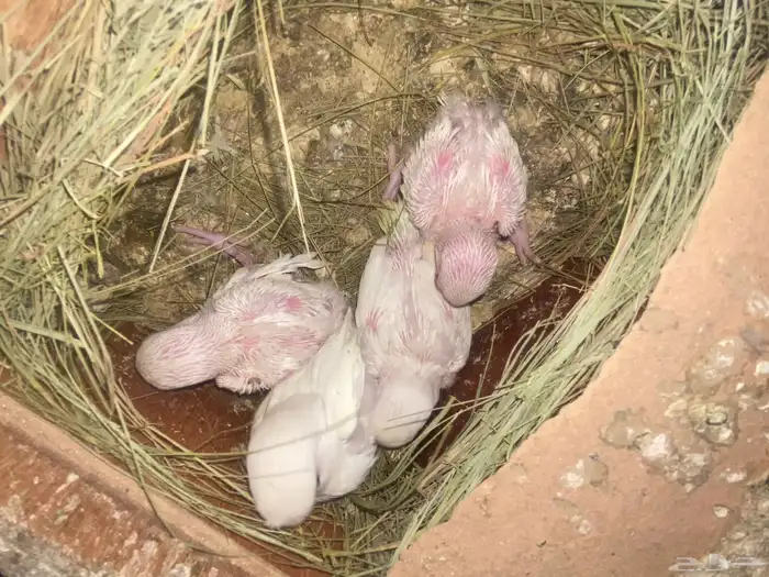 طيور روز 13