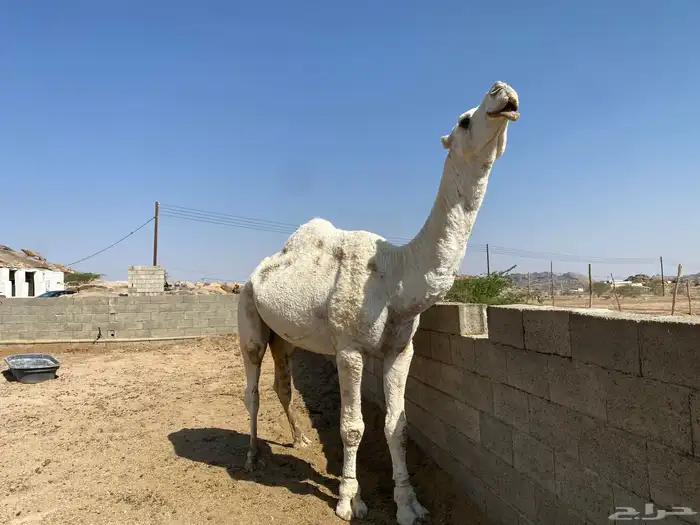 ابل فحول وحشوان وخلفات ولقاح 9