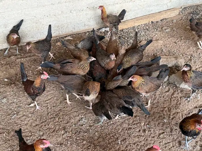 فروخ دجاج عربي اصيل 7