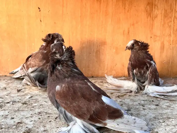 طبه بخارة ريد اش 16
