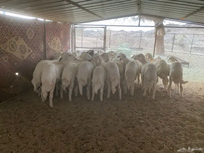 للبيع بهم العدد 35 بهم كفو ونظيف على الشرط تواصل 058345602 8
