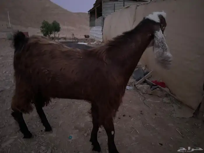 تيس ثني فحل ومنتج 1