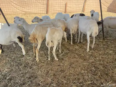 غنم رفيديات خلفات index
