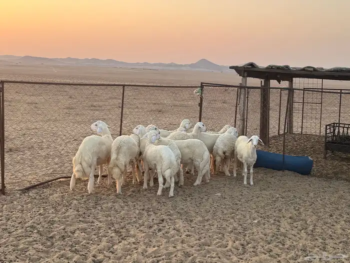 طليان ورخال مناسبات للبيع 1