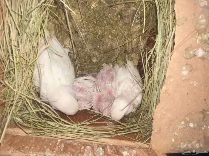 طيور روز 2