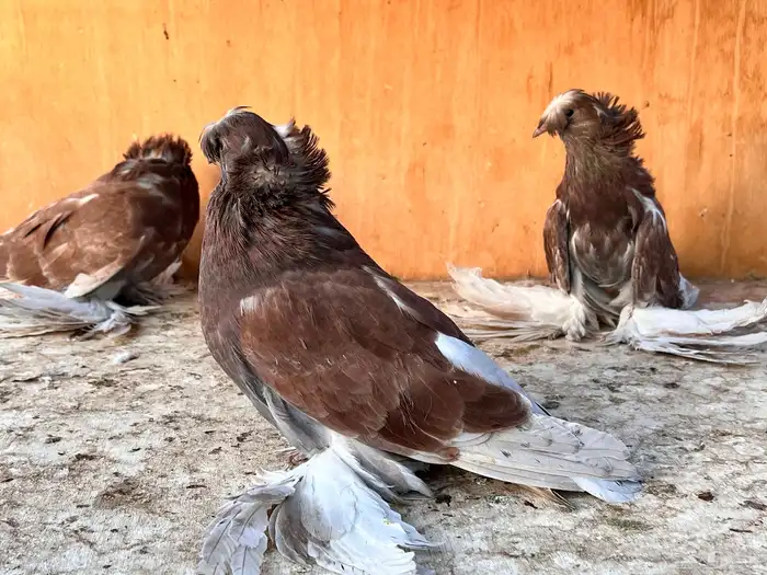 طبه بخارة ريد اش 12