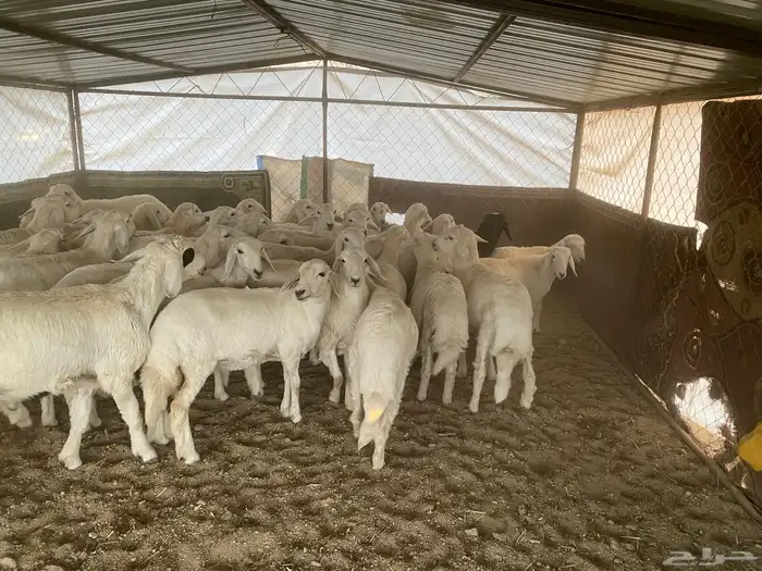 للبيع بهم العدد 35 بهم كفو ونظيف على الشرط تواصل 058345602 4