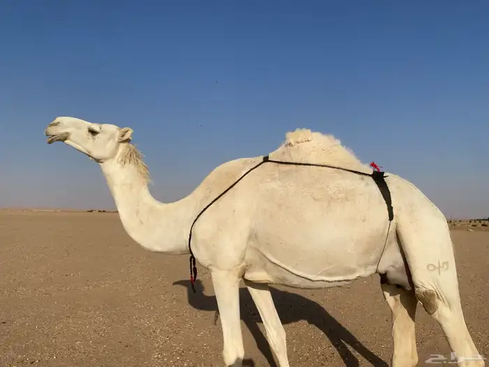 للبيع خلفه على جميع الشروط عورا 1