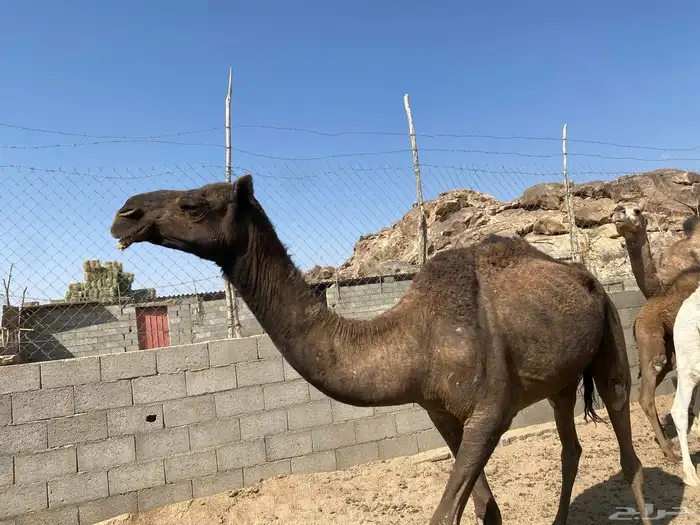 ابل فحول وحشوان وخلفات ولقاح 8