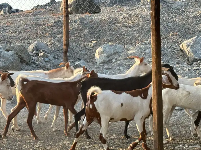 أعراض لكم معزه بيشيات 8