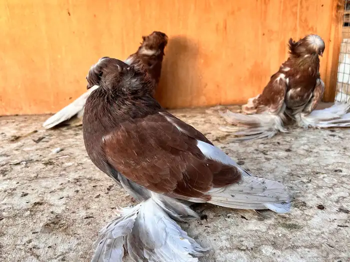 طبه بخارة ريد اش 17