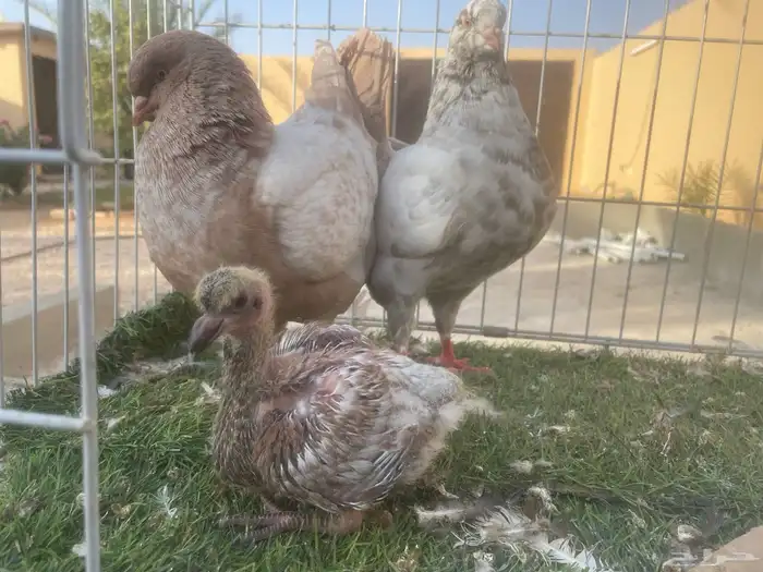 جوزين كنق مع انتاجهم 3