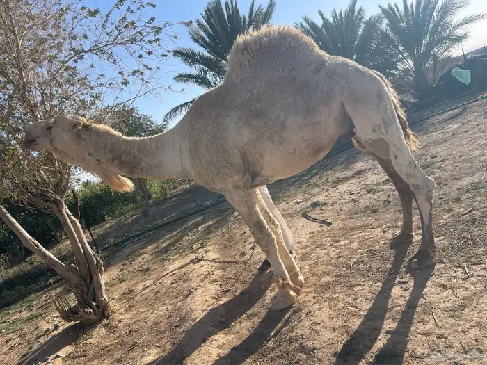 للبيع جمل عفر شاق نابه 0