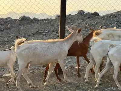 أعراض لكم معزه بيشيات index
