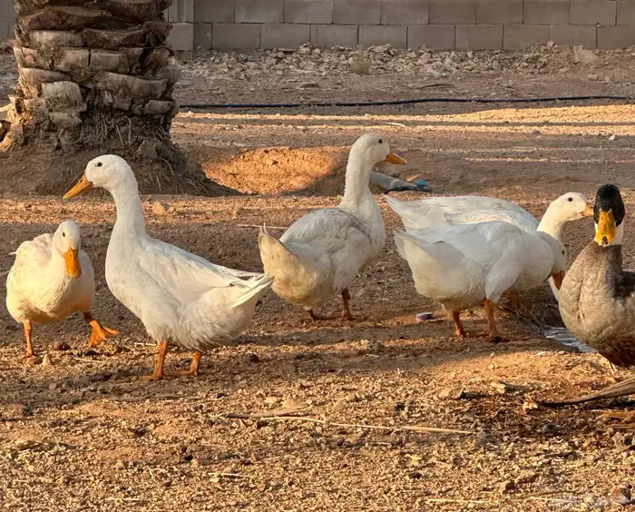 للبيع بط بكيني ودجاج فيومي 2