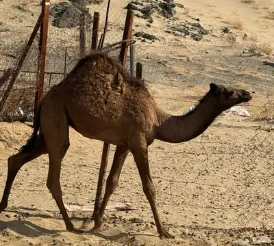 ناقتين تحتها بكرة index