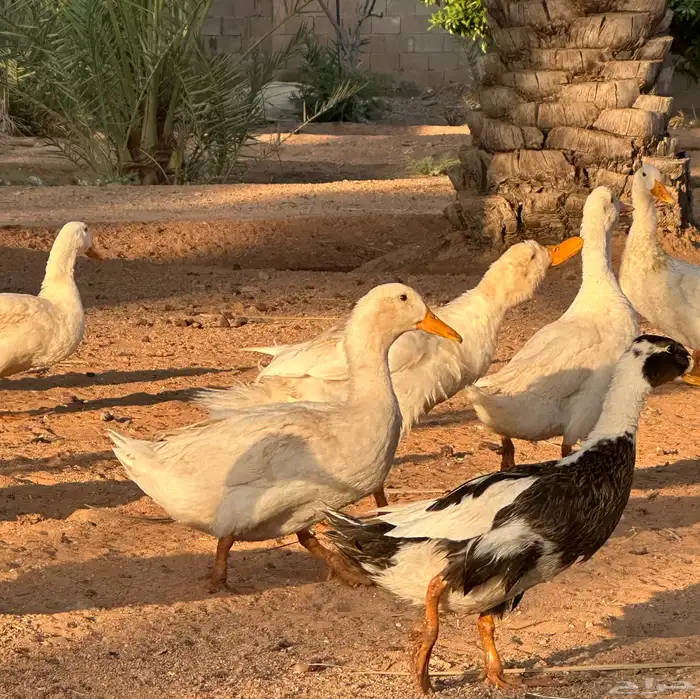 للبيع بط بكيني ودجاج فيومي 0