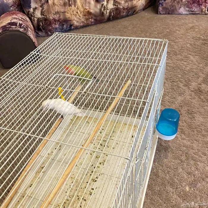 زوج روز جاهز لي الانتاج 1