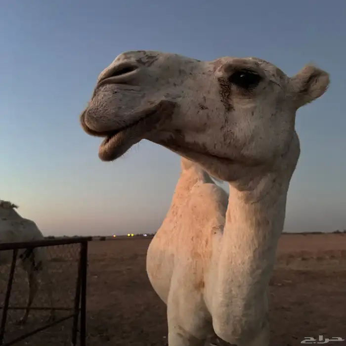 ثلاث عشاير ولقحه 1