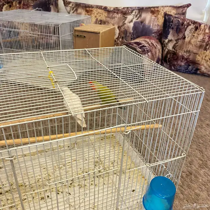 زوج روز جاهز لي الانتاج 2