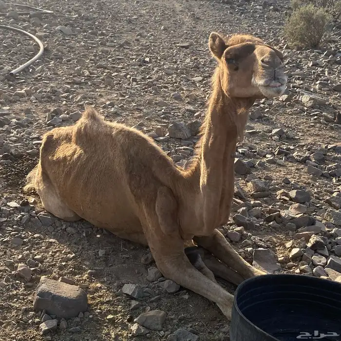 ناقه ماب واحد 0