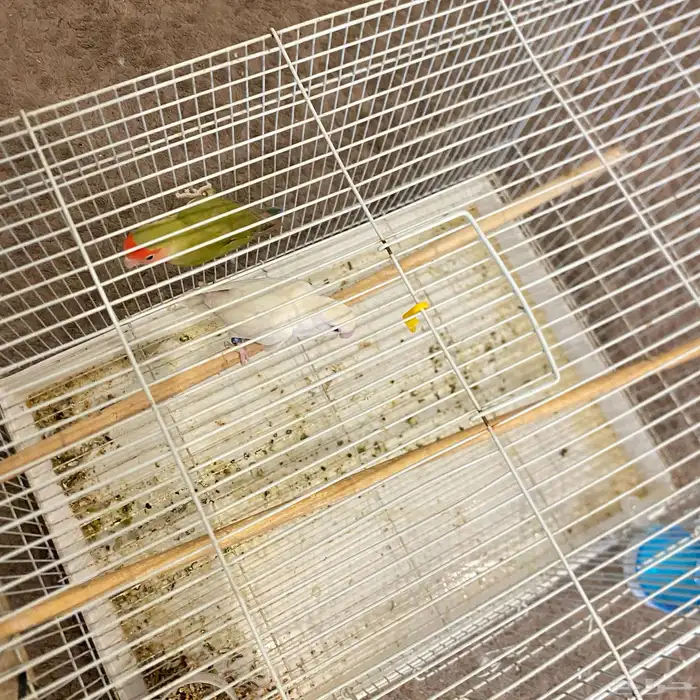 زوج روز جاهز لي الانتاج 4