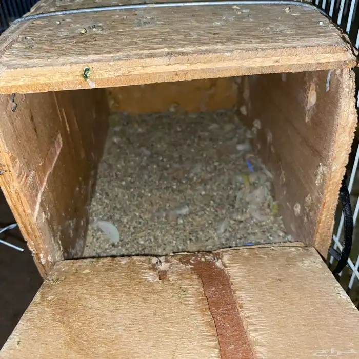 زوج روز جاهز لي الانتاج 0