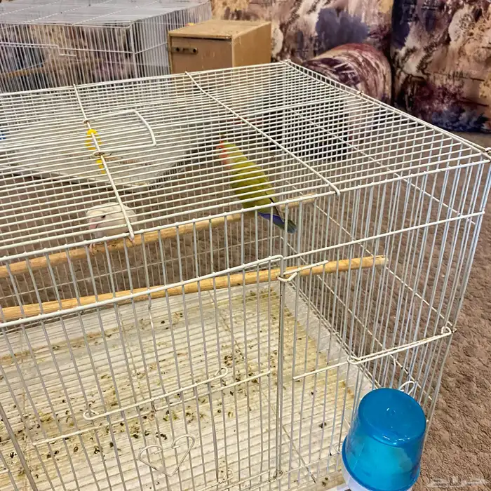 زوج روز جاهز لي الانتاج 3