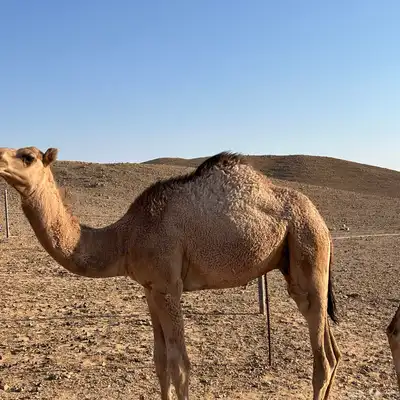 حاشي مفرود لباني index